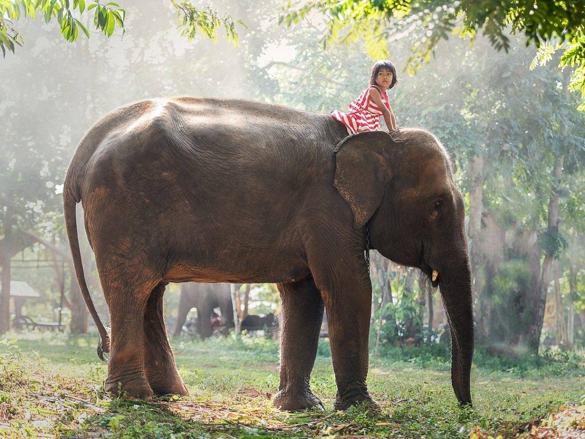 child, africa, animal-1822494.jpg