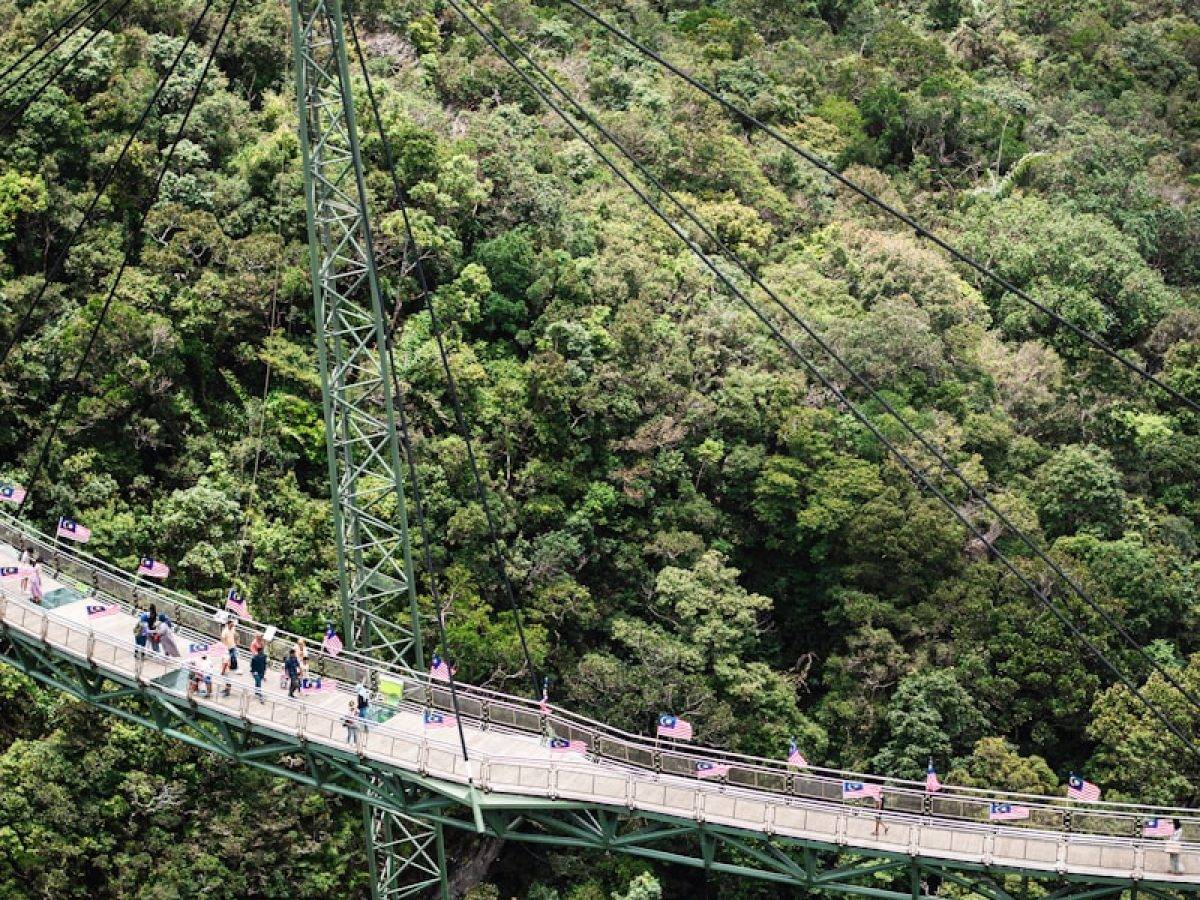 a suspension bridge in the middle of a forest