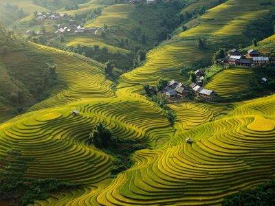 Beautiful terraced rice fields in Vietnam, showcasing nature's artful patterns.