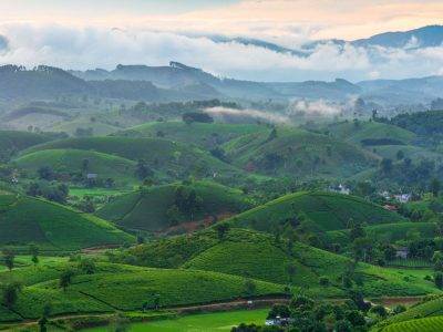 Rolling hills covered in lush green tea plantations under misty skies.